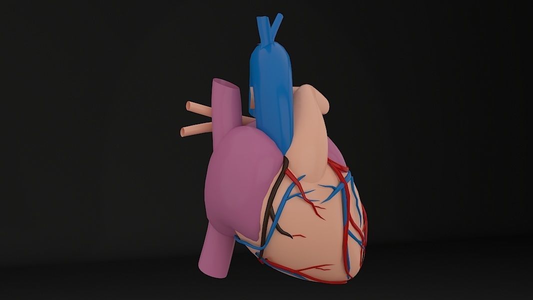 Human Heart Low-poly 3D model_5