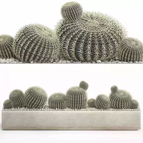 echinocactus in a concrete flowerpot for the interior 1104 3D model