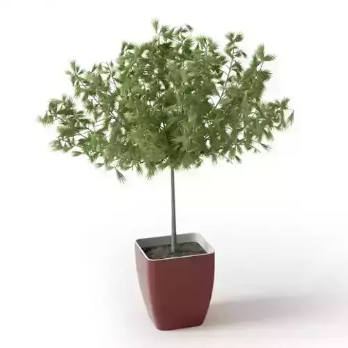 Tall Potted Tree
