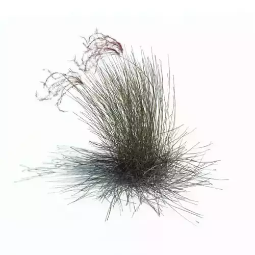 Tall Dry Grass 3D model