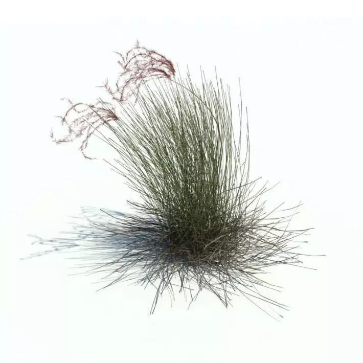 Tall Dry Grass 3D model_0