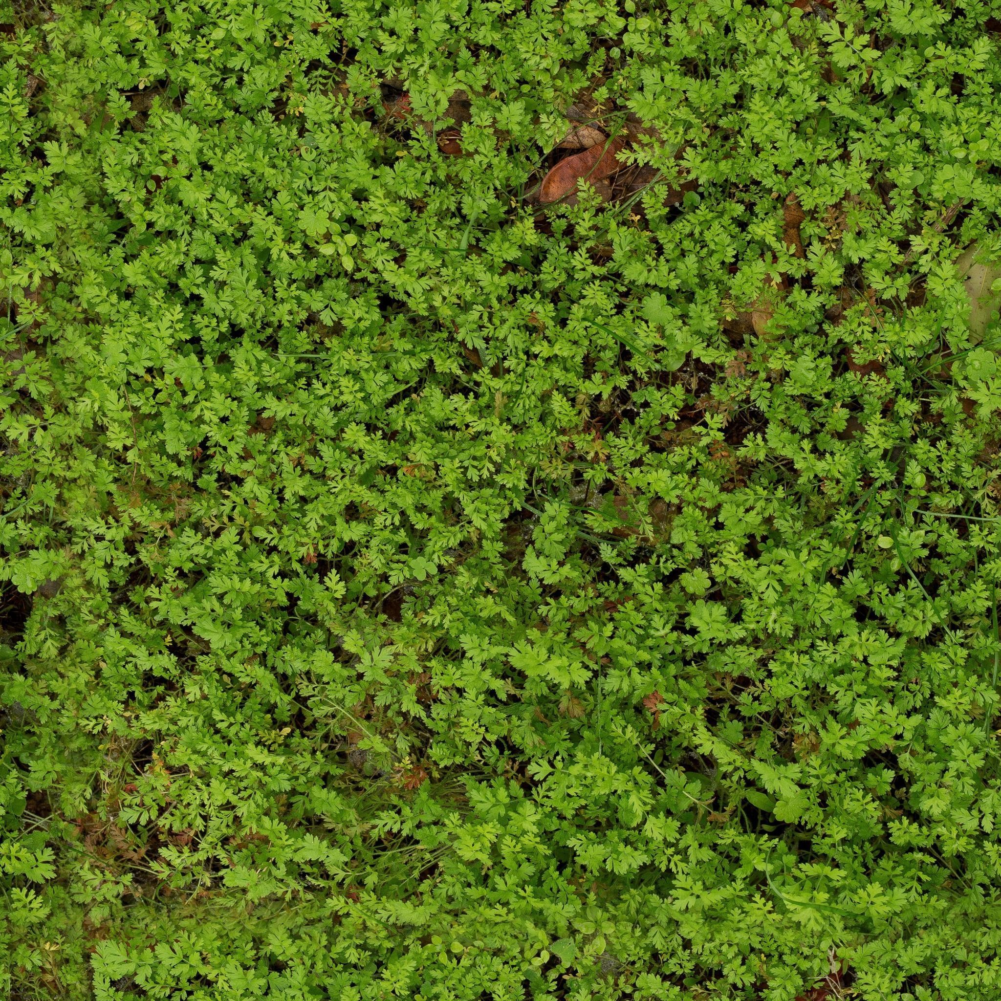 Low Vegetation 2 Texture_3