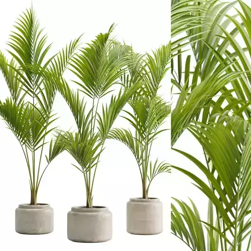 Potted Majesty Palm Ravenea rivularis