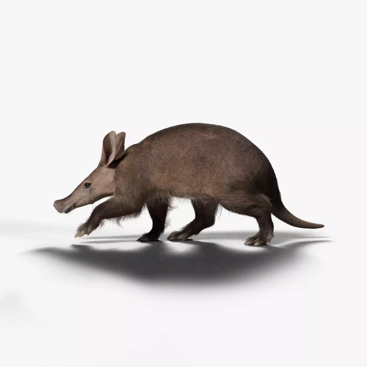 Aardvark Animated VFX Grace 3D model