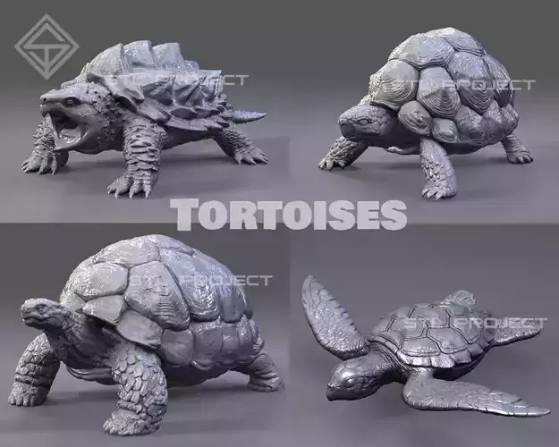 Tortoises armadillo 3D Model Collection