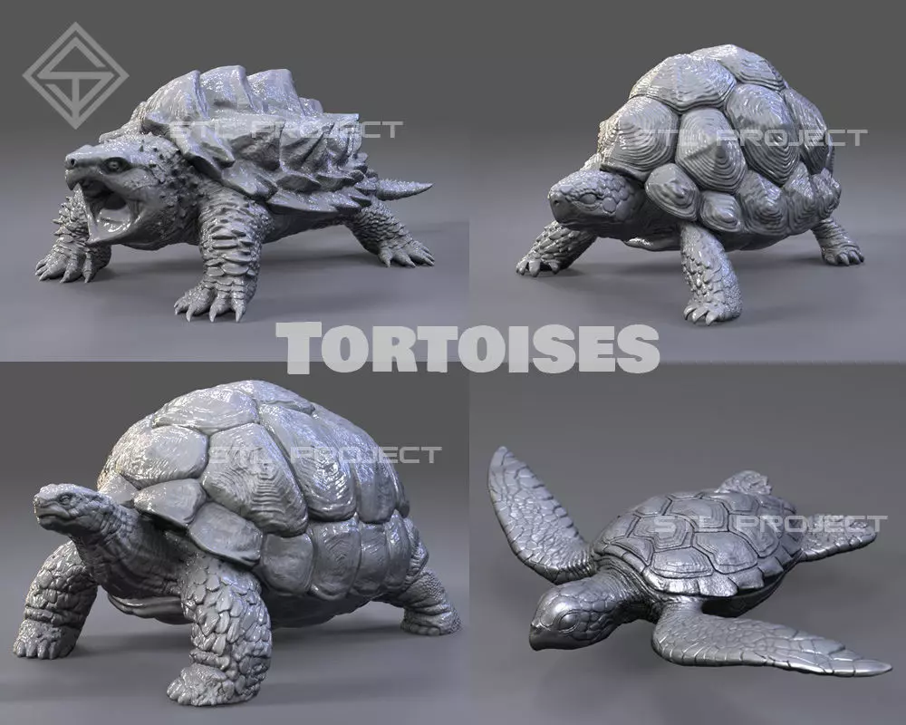 Tortoises armadillo 3D Model Collection_0