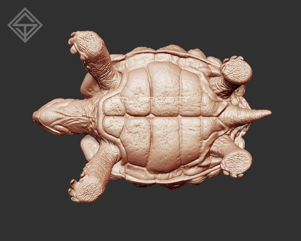 Tortoises armadillo 3D Model Collection_16