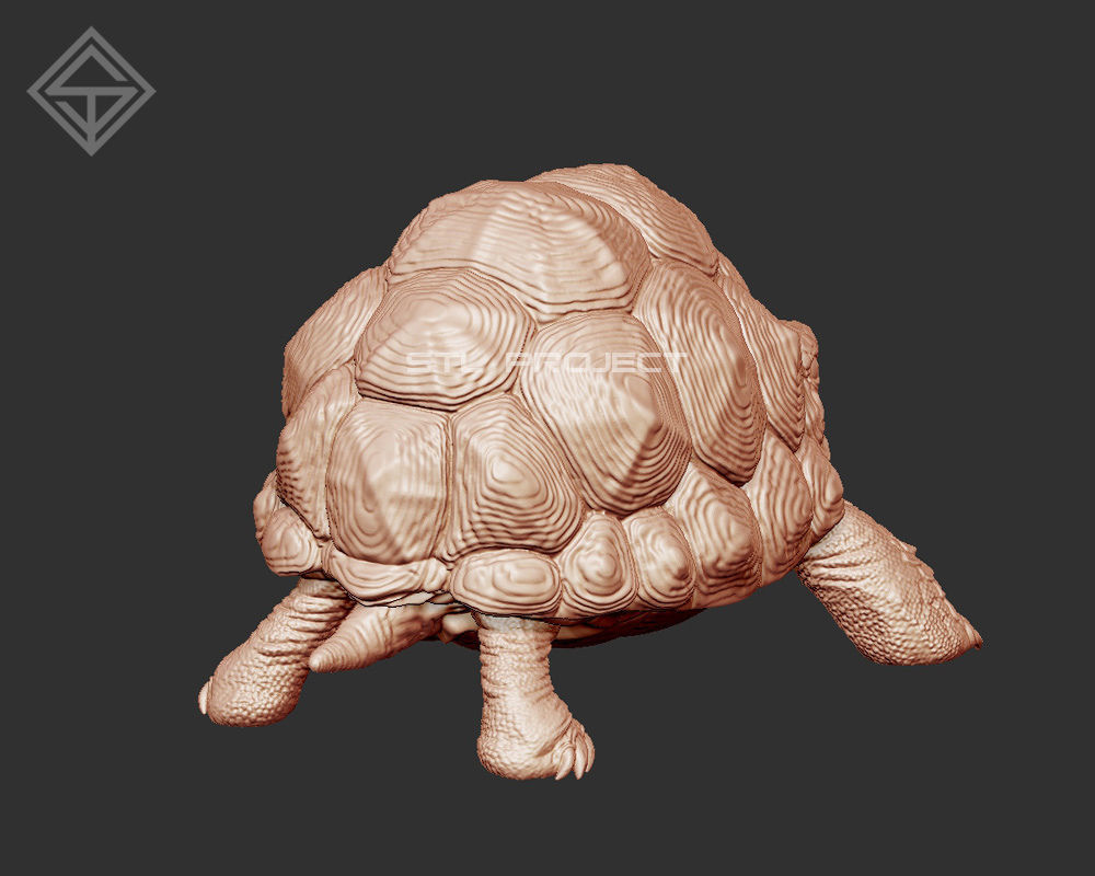 Tortoises armadillo 3D Model Collection_14