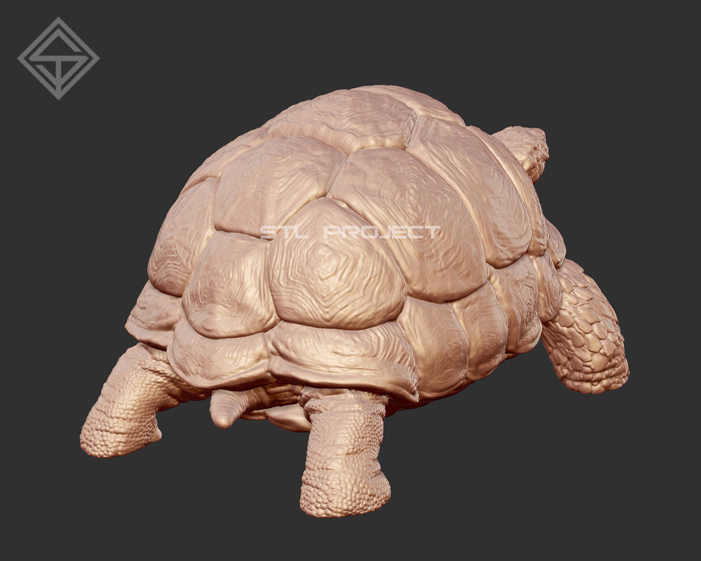 Tortoises armadillo 3D Model Collection_6