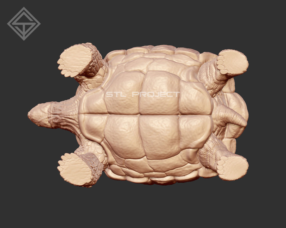 Tortoises armadillo 3D Model Collection_8