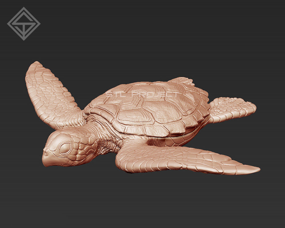 Tortoises armadillo 3D Model Collection_1