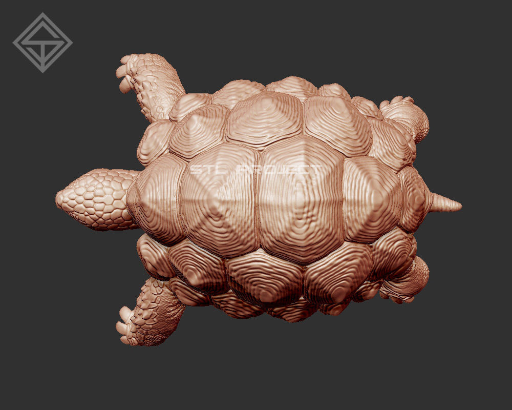 Tortoises armadillo 3D Model Collection_15