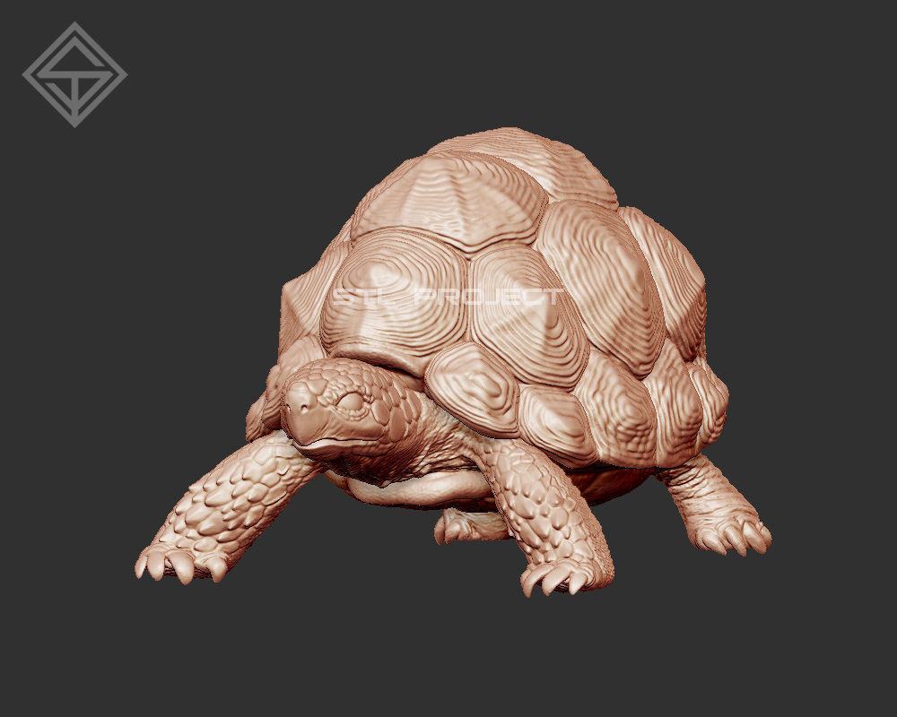 Tortoises armadillo 3D Model Collection_13