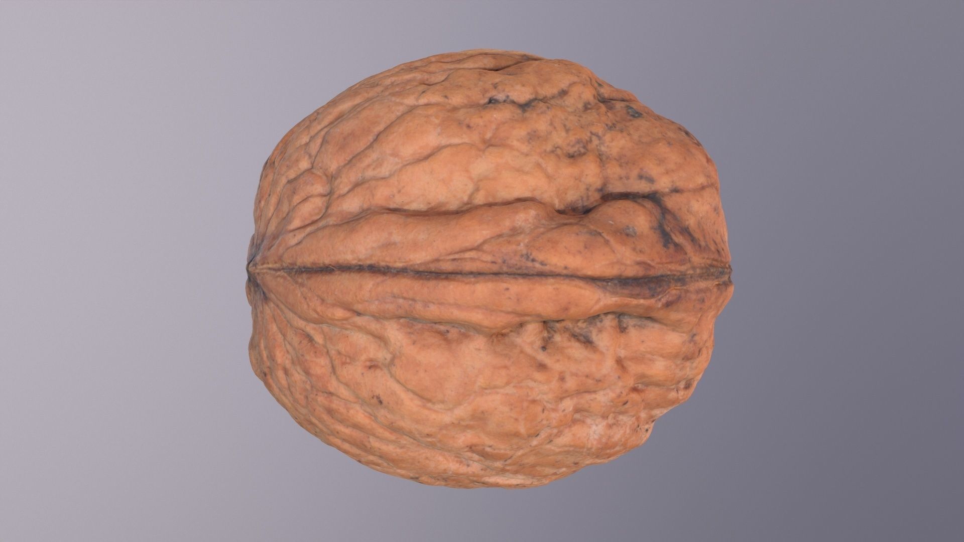 Walnut fruit 07 high-poly 3D model_22