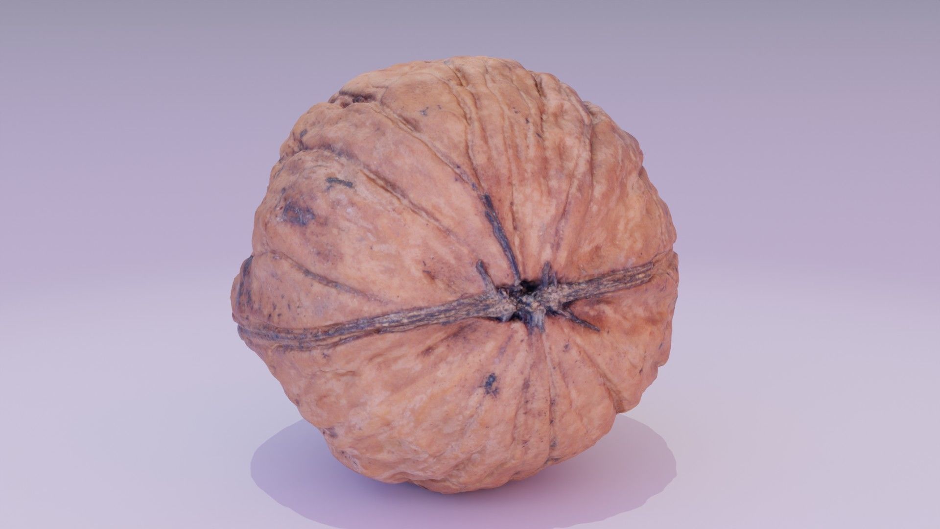 Walnut fruit 07 high-poly 3D model_11