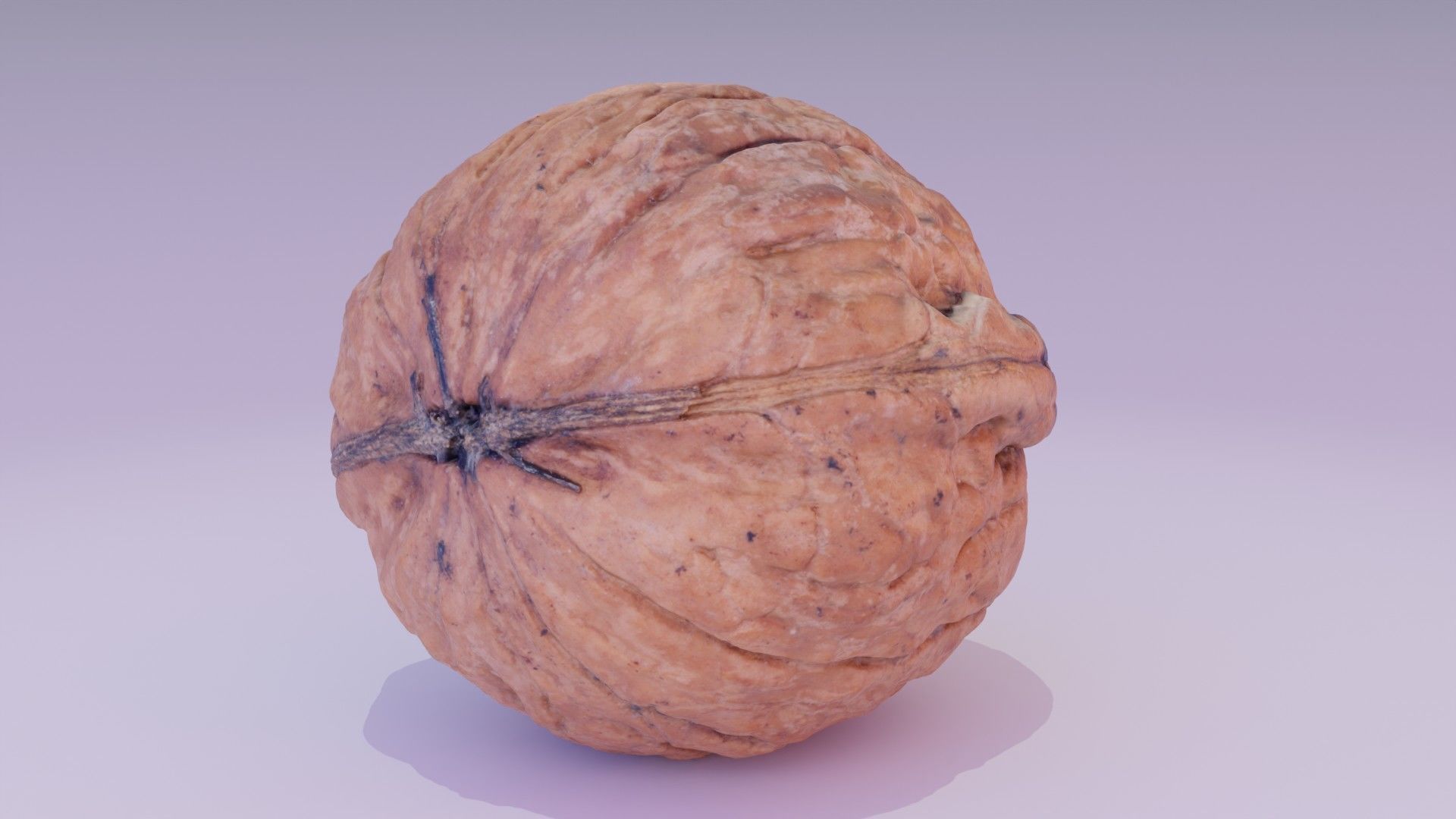 Walnut fruit 07 high-poly 3D model_12