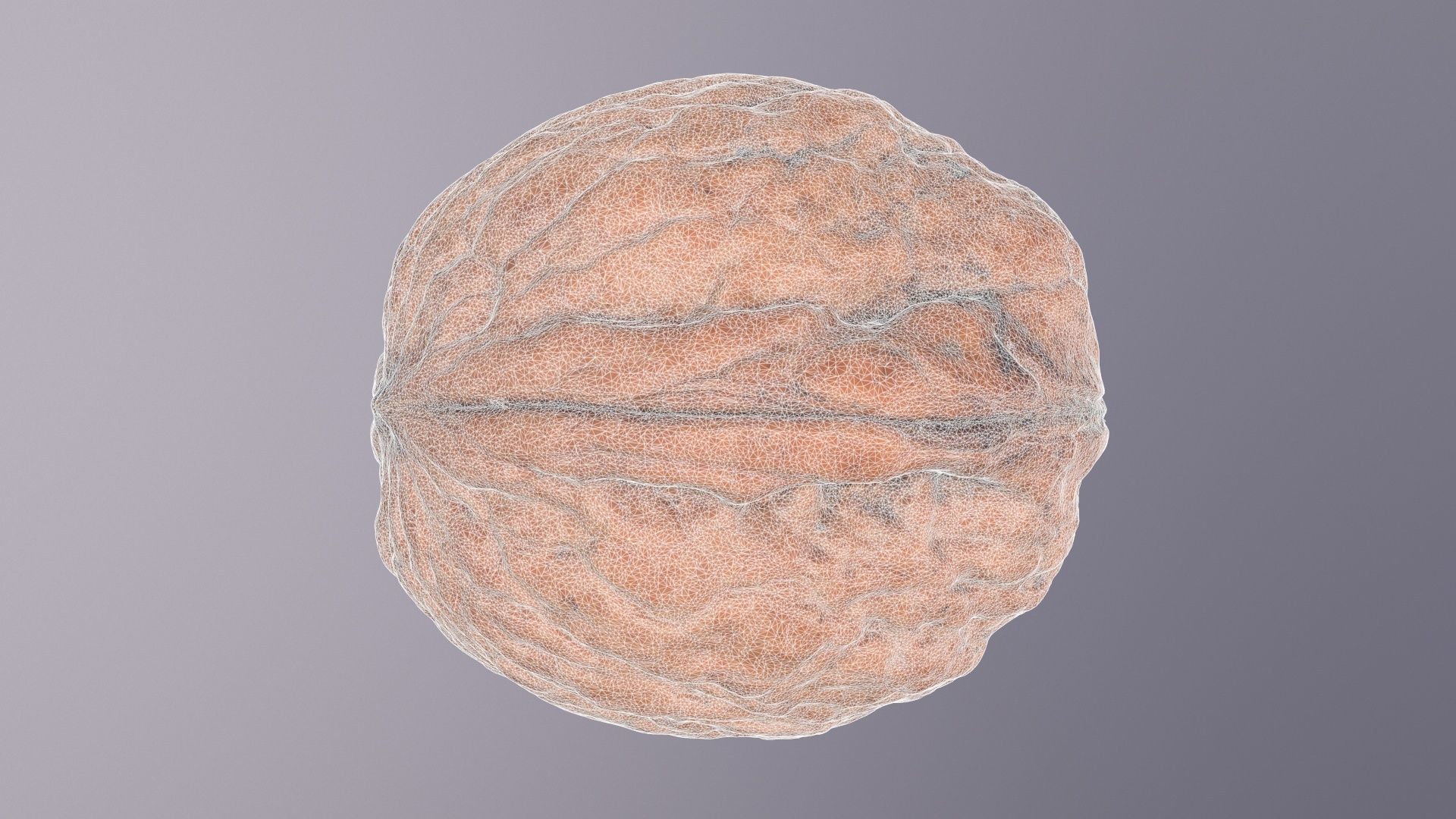 Walnut fruit 07 high-poly 3D model_23