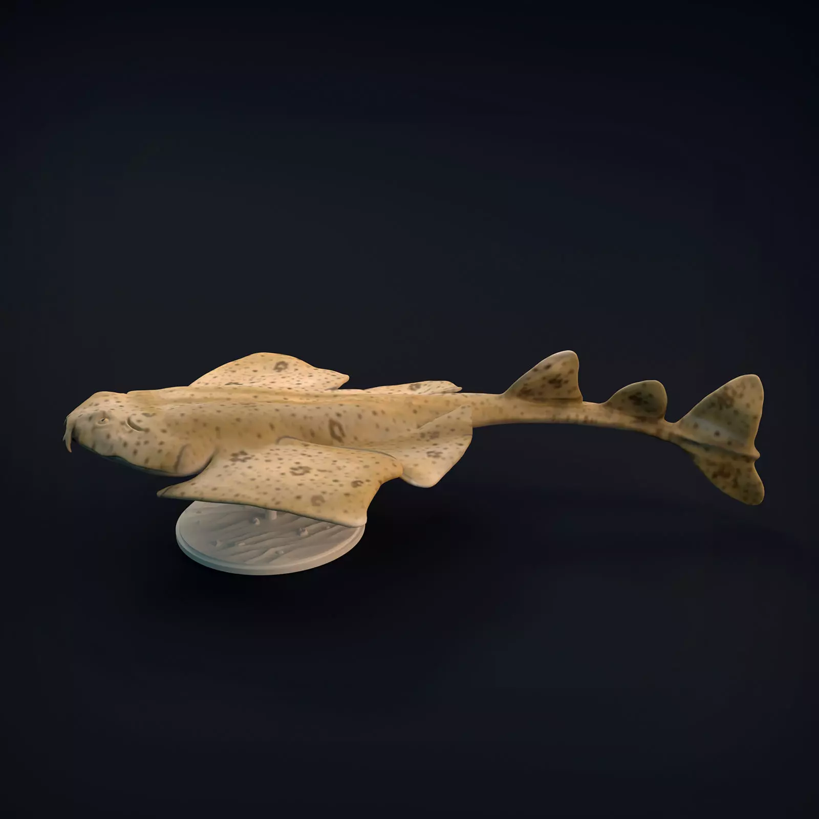 Angel Shark for 3D Printing 3D print model_0