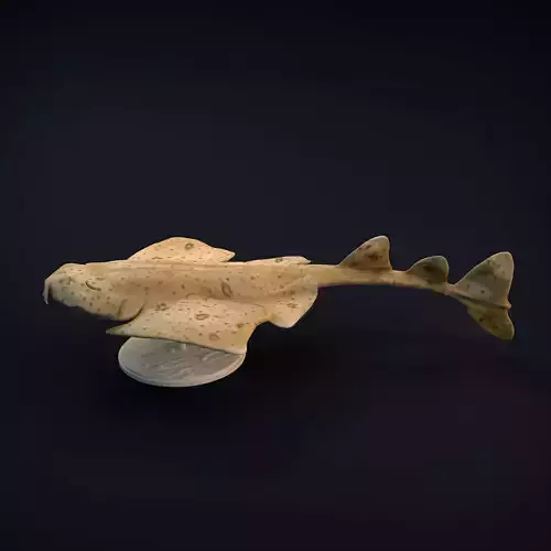 Angel Shark for 3D Printing