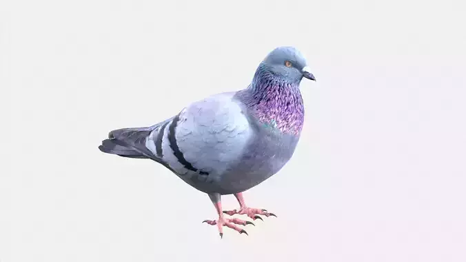Pigeon 3D model