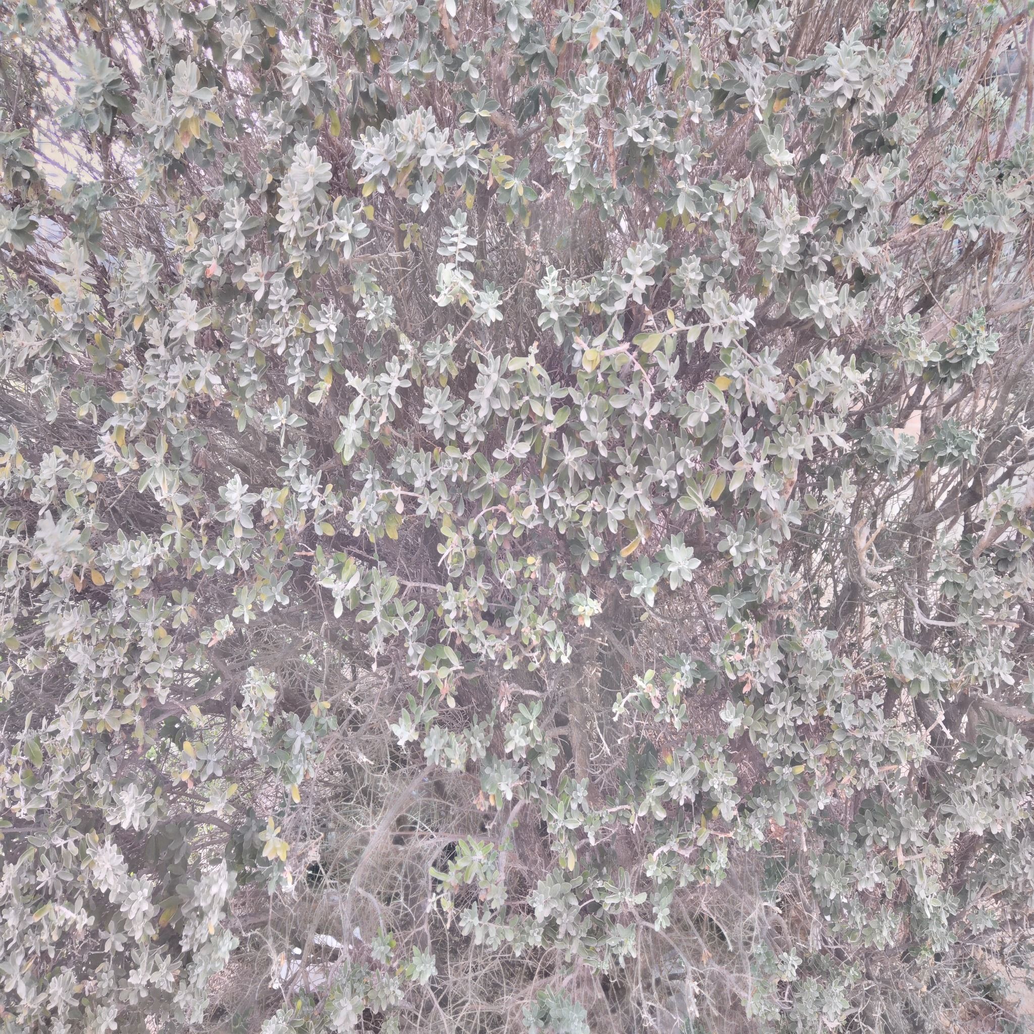 Photo Realistic Bush 3D Texture 3D model_7