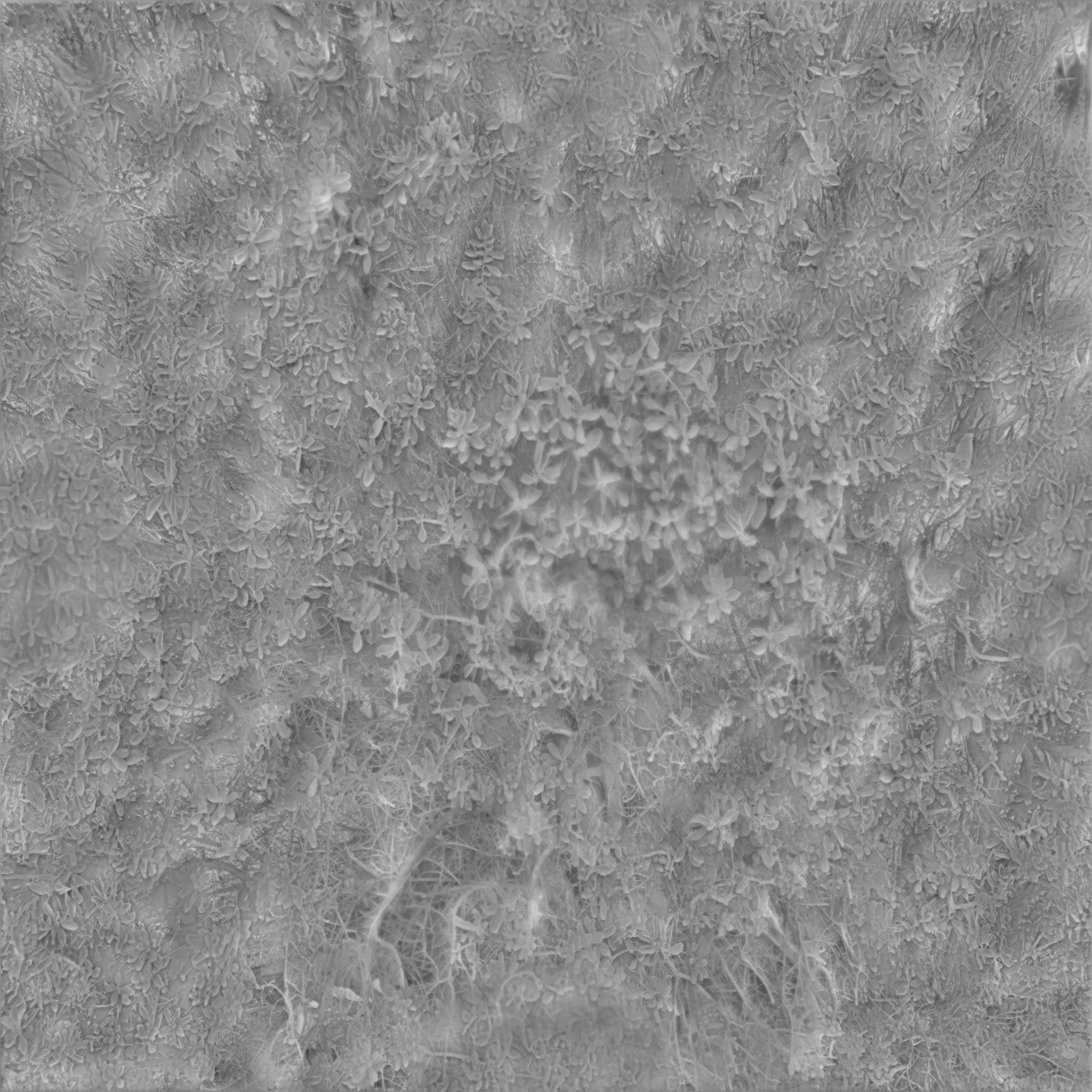 Photo Realistic Bush 3D Texture 3D model_5