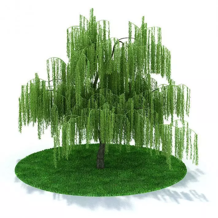 Wide Outside Green Tree 3D model_0