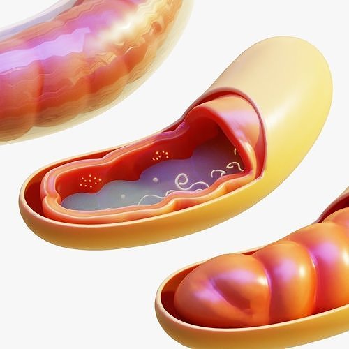 Mitochondria inside of bacterium 3D model