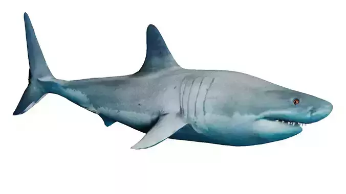 Megalodon great shark
