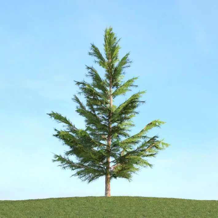 Green Pine Tree 3D model_0