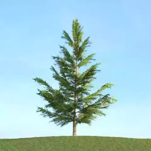 Green Pine Tree