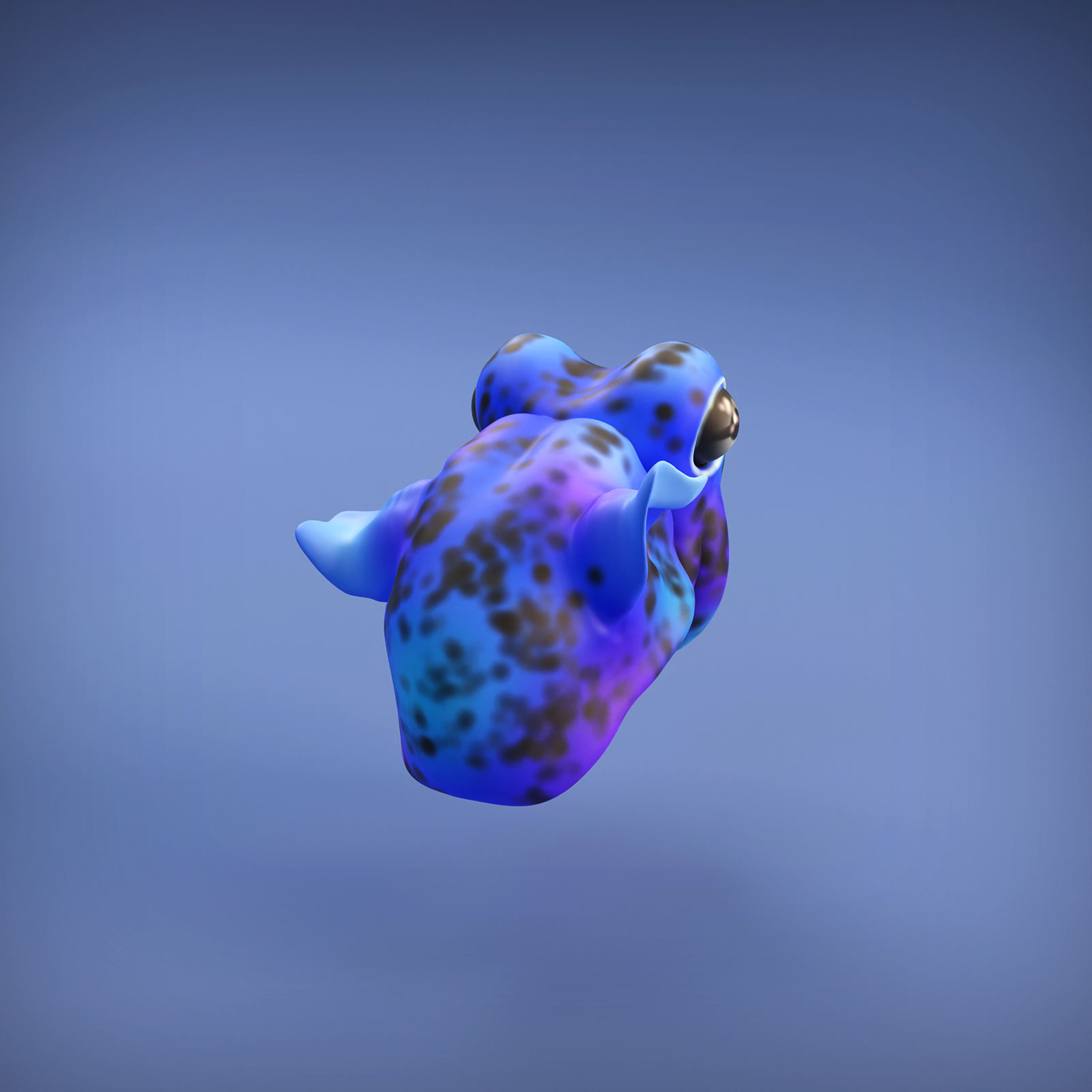 Bobtail Squid for 3D Printing 3D print model_4