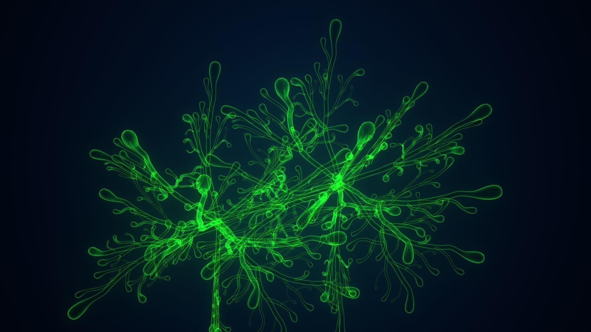 dictyota glowing plant 3D model_3