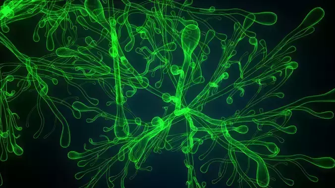 dictyota glowing plant 3D model