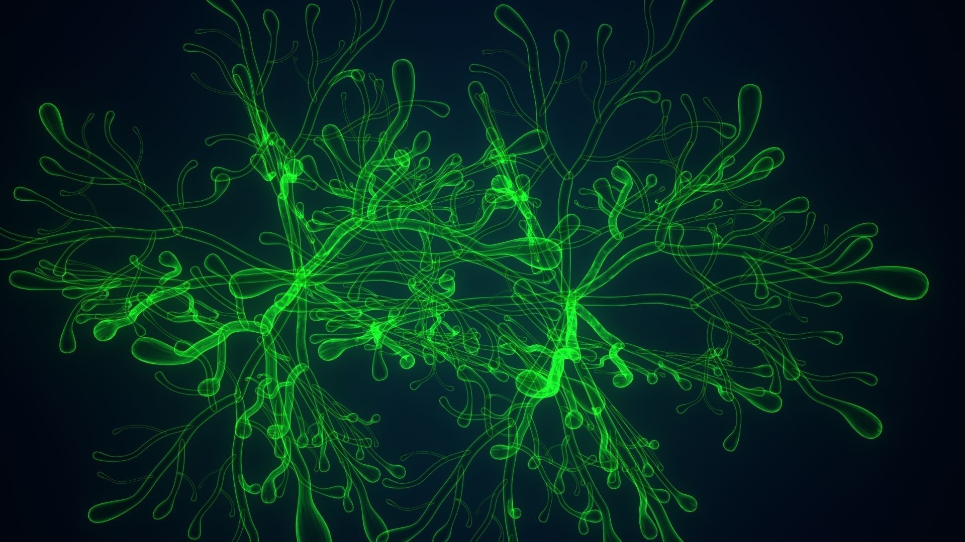 dictyota glowing plant 3D model_6