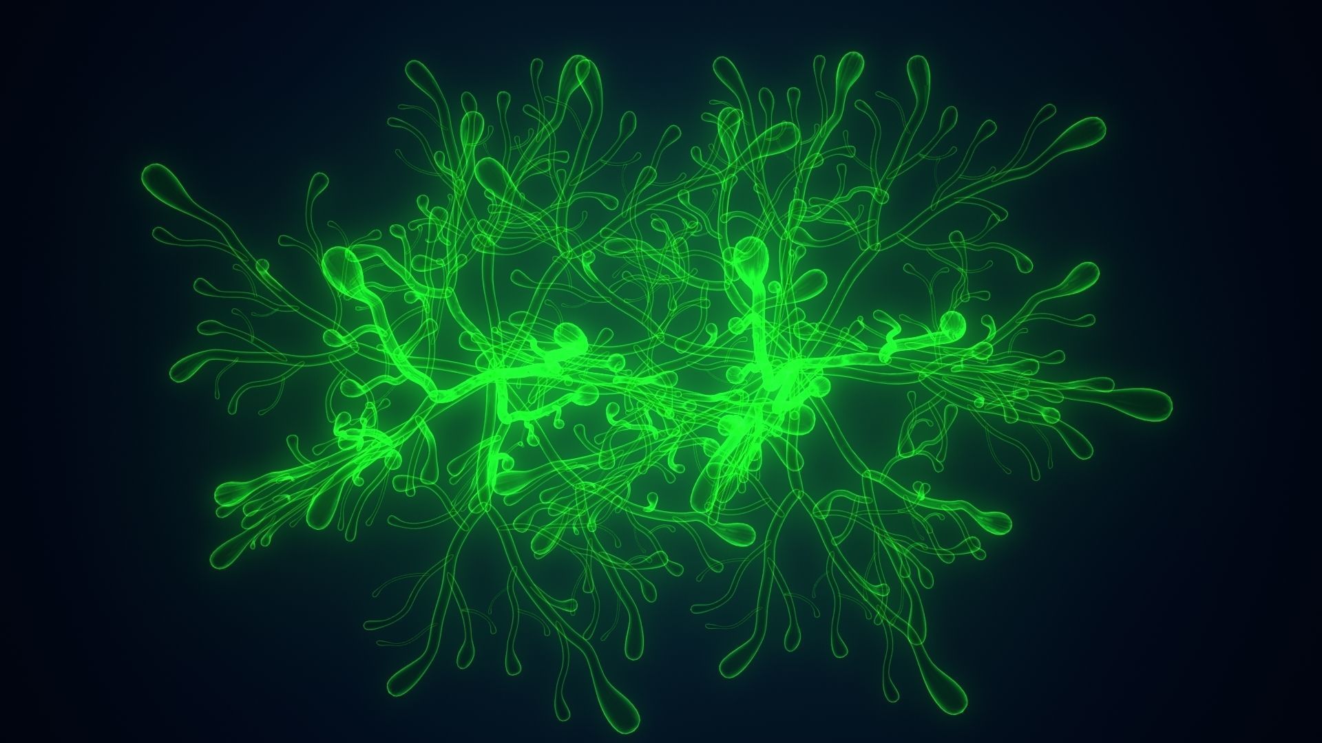 dictyota glowing plant 3D model_1