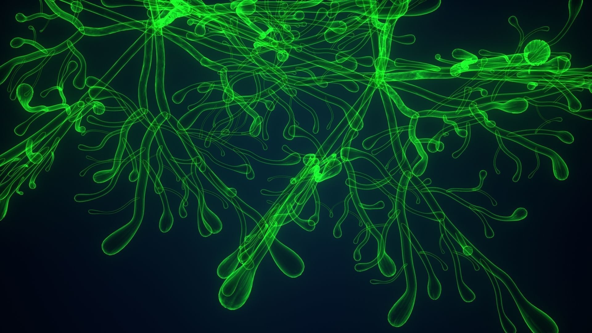 dictyota glowing plant 3D model_9