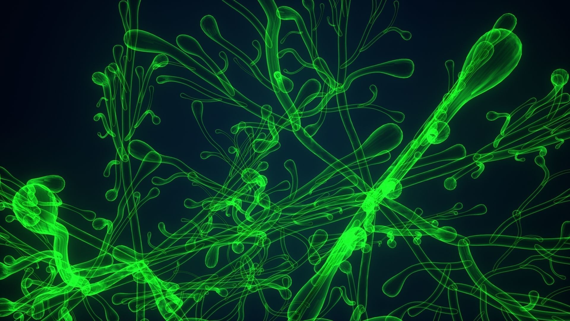 dictyota glowing plant 3D model_4