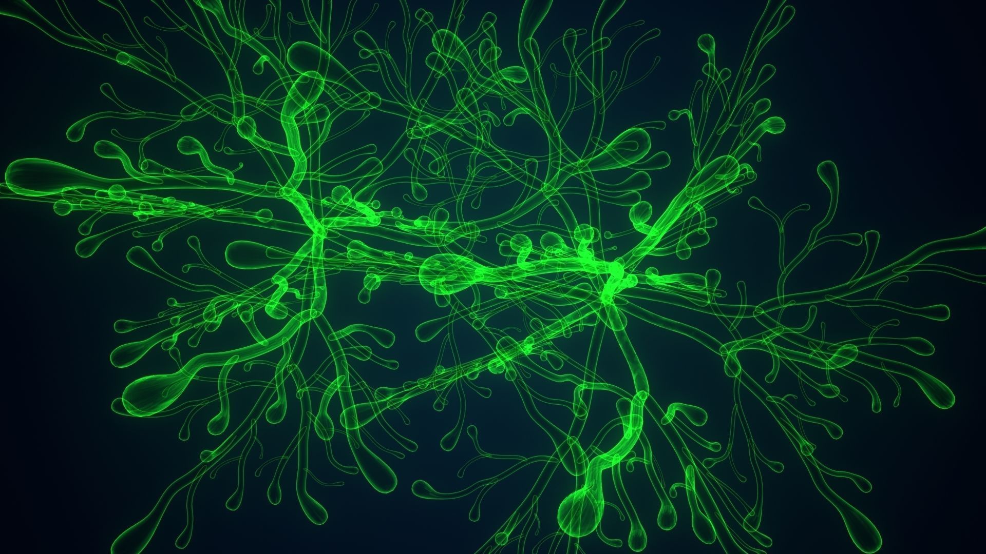 dictyota glowing plant 3D model_11