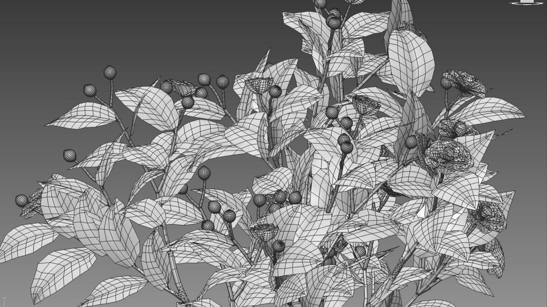 Camellia japonica - Japanese camellia 3D model_5