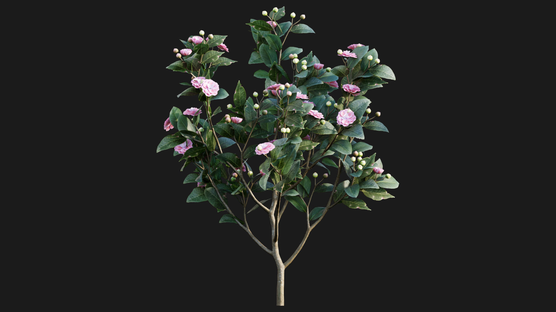 Camellia japonica - Japanese camellia 3D model_2