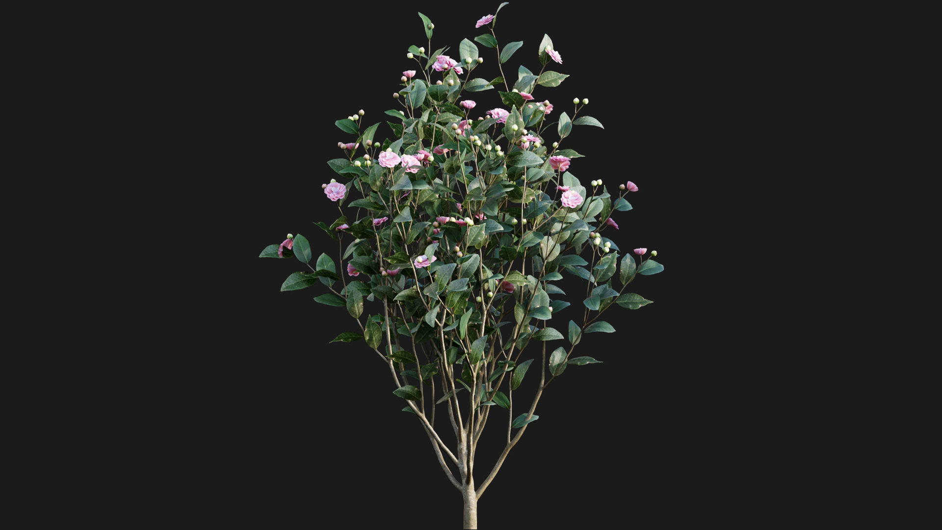 Camellia japonica - Japanese camellia 3D model_3