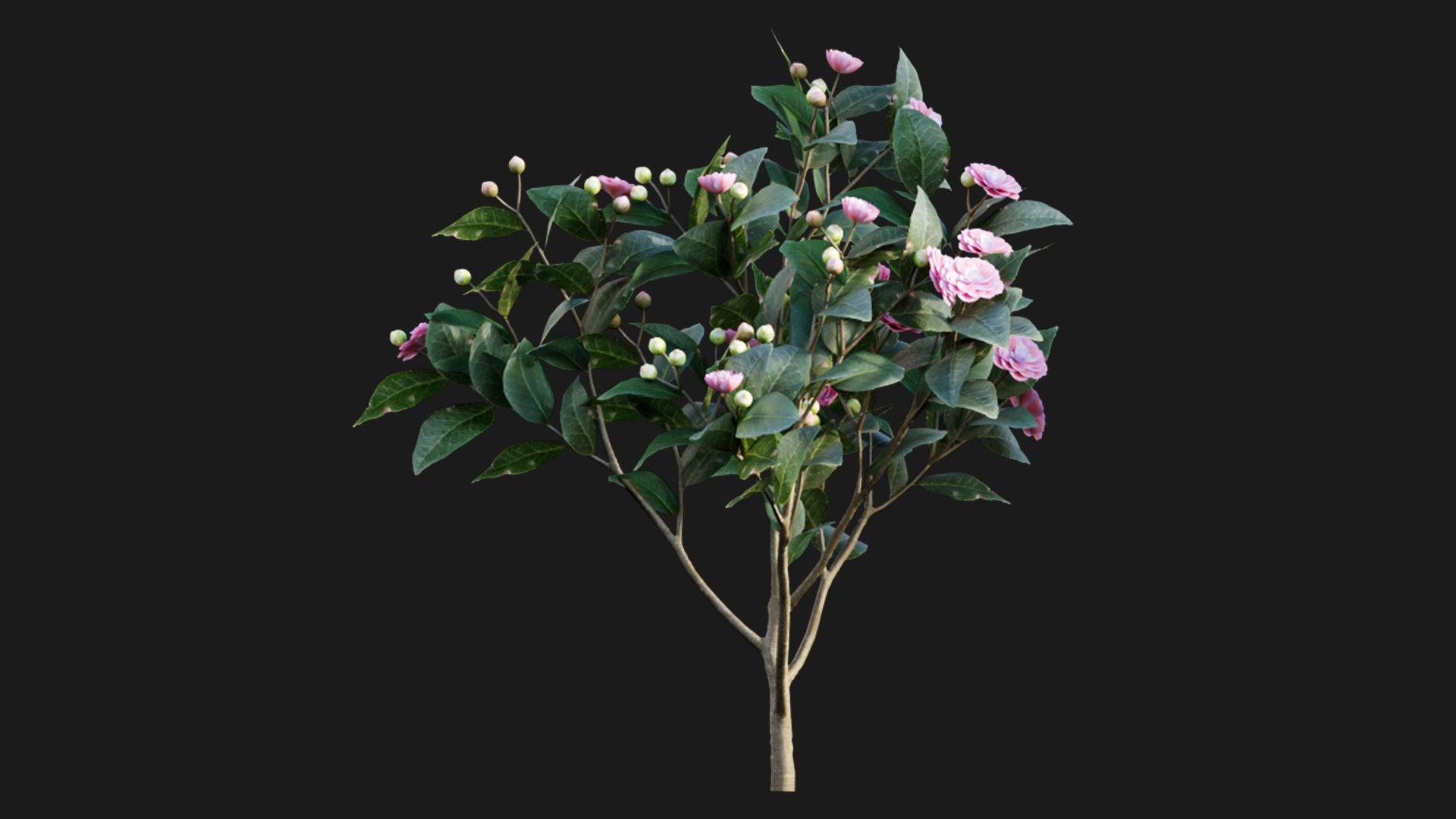 Camellia japonica - Japanese camellia 3D model_1