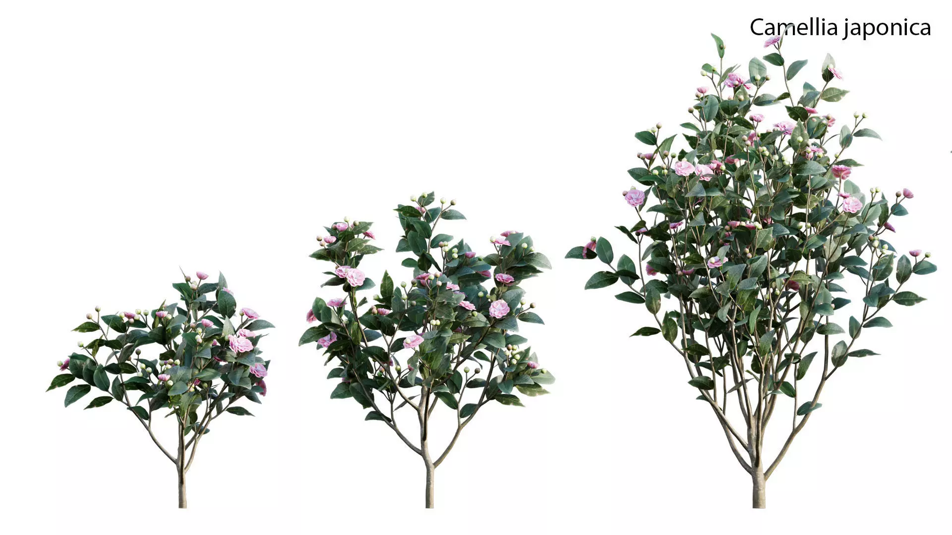 Camellia japonica - Japanese camellia 3D model_0