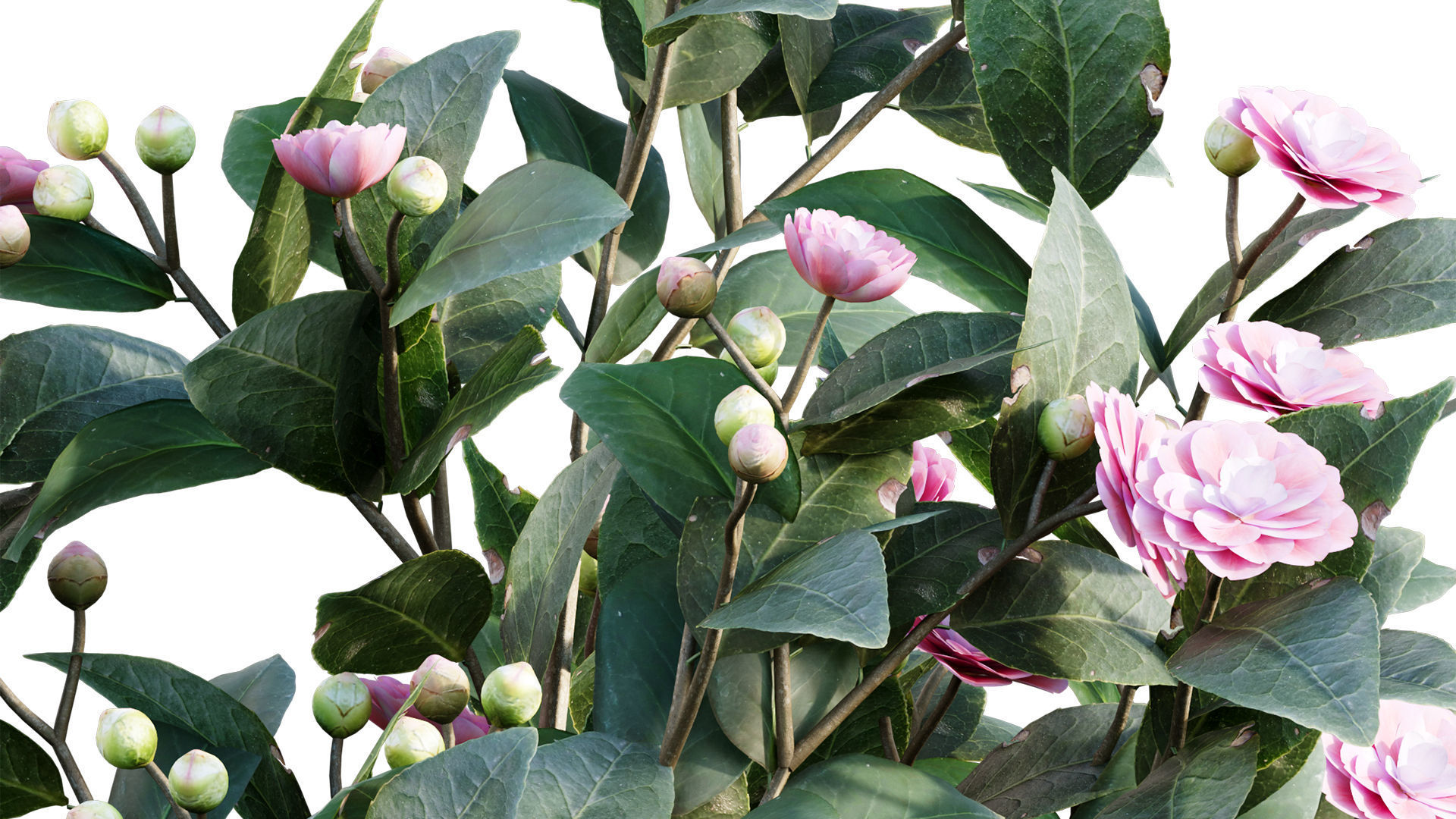 Camellia japonica - Japanese camellia 3D model_4