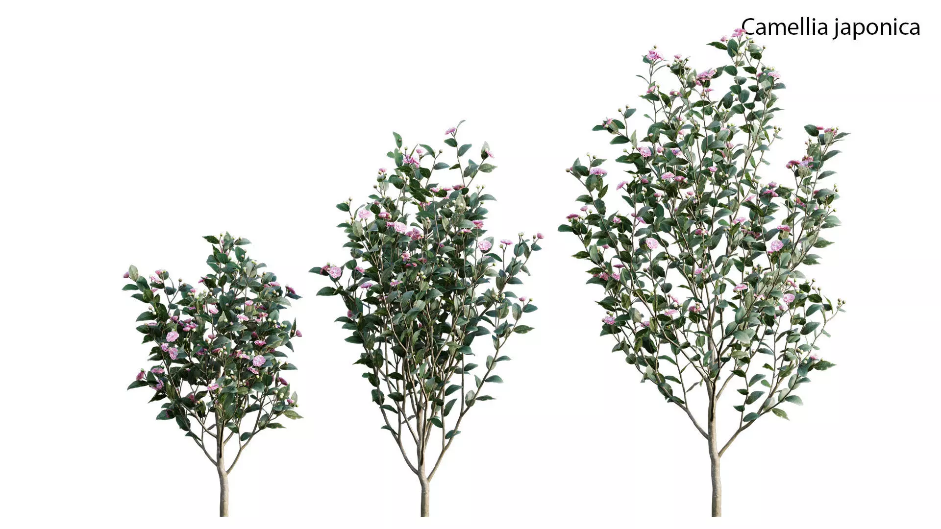 Camellia japonica - Japanese camellia 02 3D model