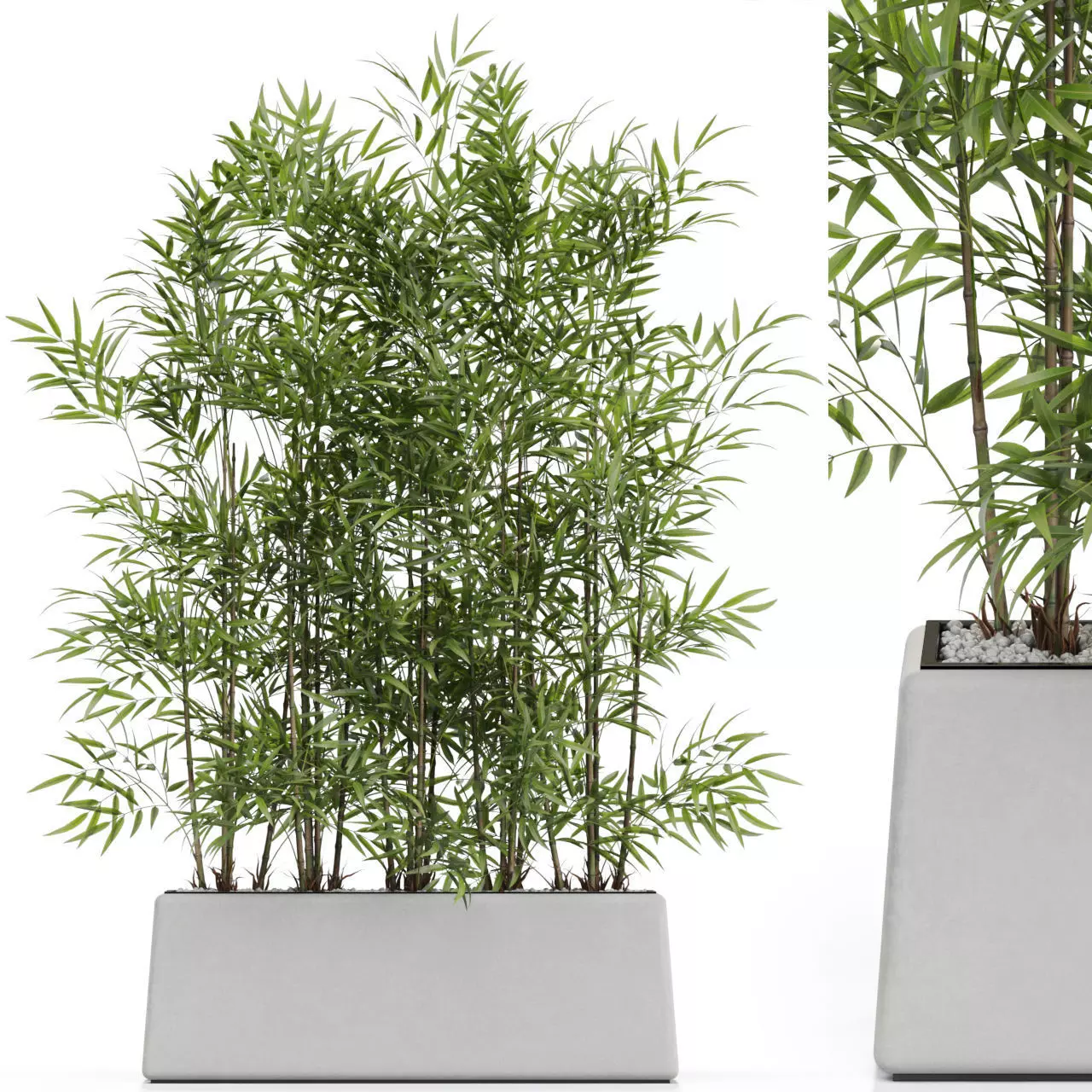 Plants collection 615 3D model_0