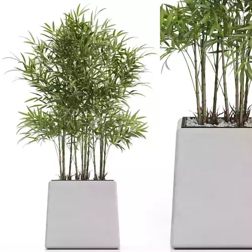 Plants collection 616 3D model