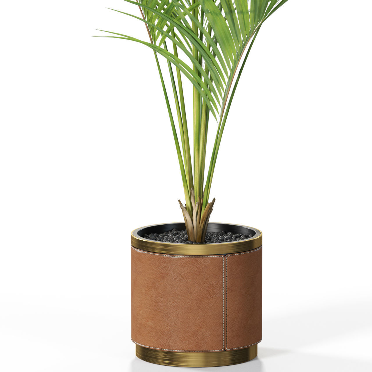 Plants collection 617 3D model_1