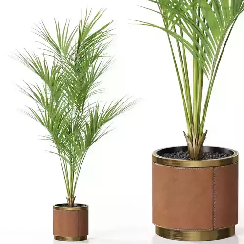 Plants collection 617 3D model